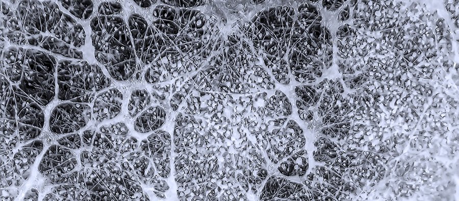 MYCELIUM. Quand les champignons sortent du bois at Museum L, Louvain-la-Neuve