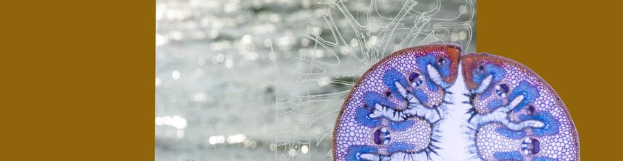 Kunst Microleven in de Biesbosch