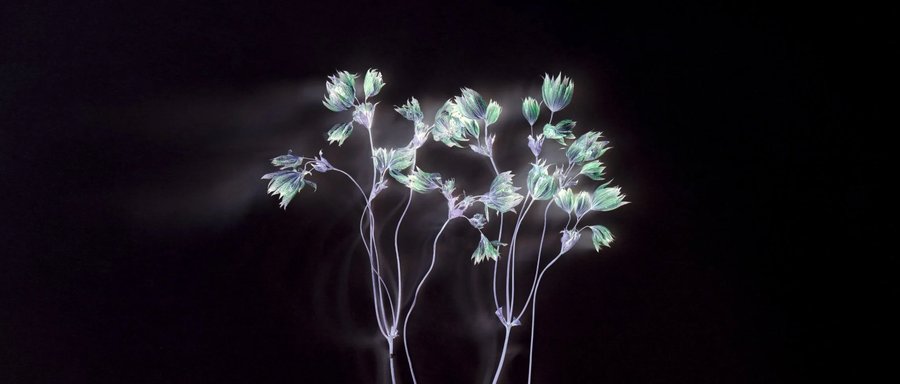 Axel Hütte: Flowers