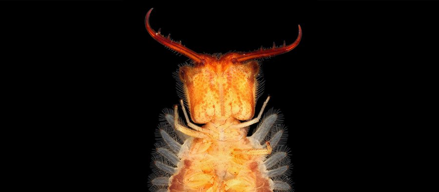 Larven Die kindische Seite der Biologie