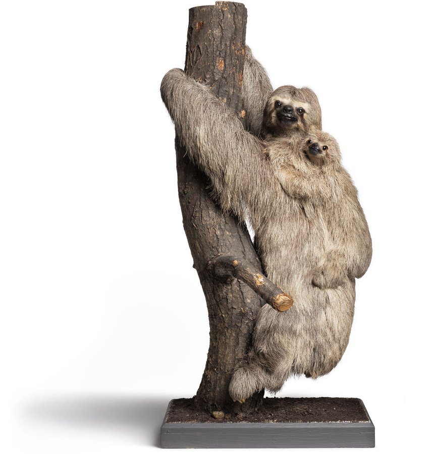 Brutpflege — Liebe ohne Worte Studienausstellung at Museum Wiesbaden, Wiesbaden