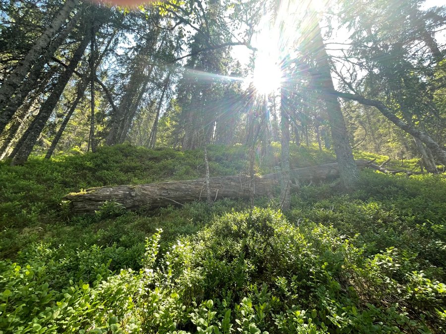 Group exhibition opens 5 Nov at GALLERI GOLSA, Oslo