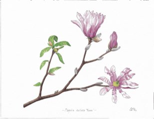 De poëzie van de natuur