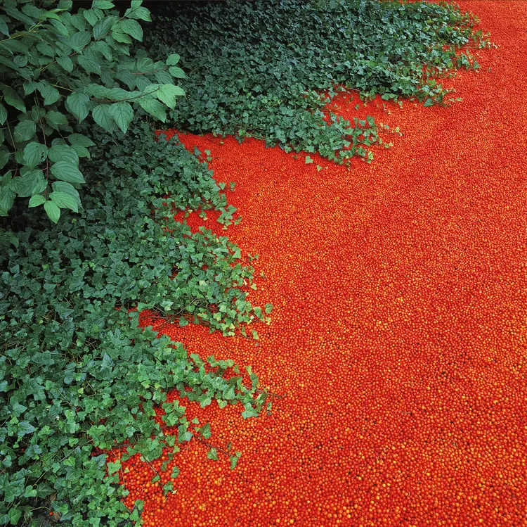 Nils-Udo | Photographies et peintures Art inNature, Solo show