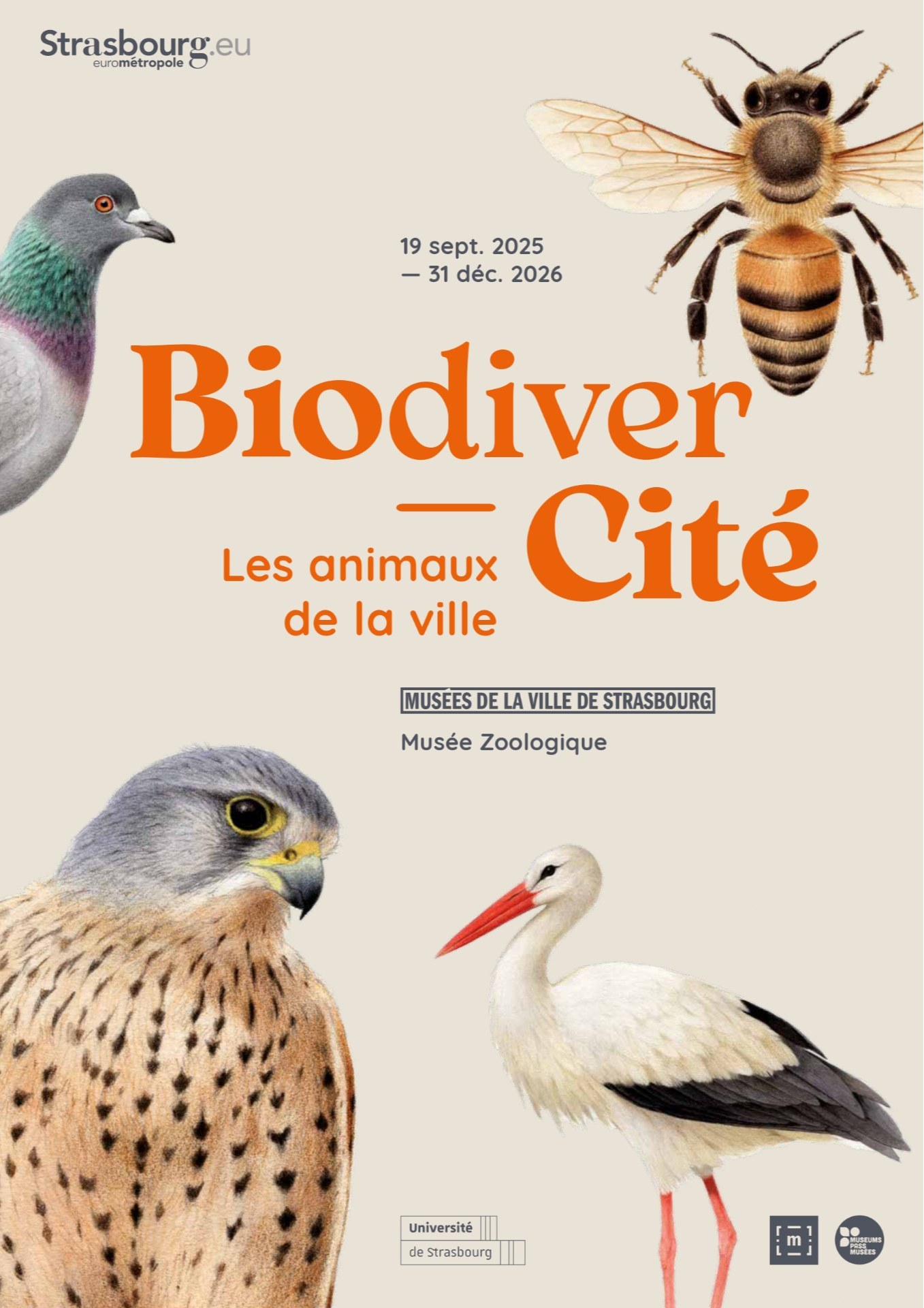 BiodiverCity. Urban animals at Musée d'Art Moderne et Contemporain (MAMCS), Strasbourg